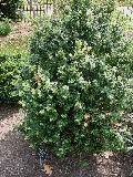 Varifolia Boxwood / Buxus sempervirens 